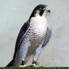 Calidus peregrine falcons photo