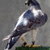 Calidus peregrine falcons photo