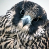 Peals peregrine falcons photo