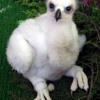 Golden eagle photo