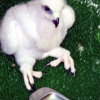 Golden eagle photo