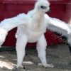 Golden eagle photo