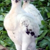 Golden eagle photo