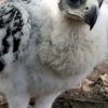 Golden eagle photo