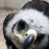 Golden eagle photo