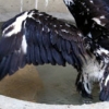 Golden eagle photo