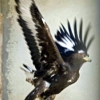 Golden eagle photo