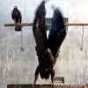 Golden eagle photo