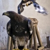 Golden eagle photo