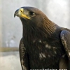 Golden eagle photo