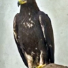 Golden eagle photo