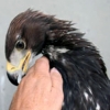 Golden eagle photo