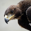 Golden eagle photo