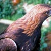 Golden eagle photo
