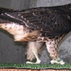 falco peregrinus peregrinus