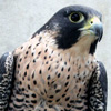 falco peregrinus pealei