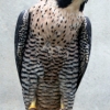 Peals peregrine falcons photo