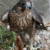 falco peregrinus peregrinus photo