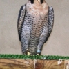 falco peregrinus peregrinus photo